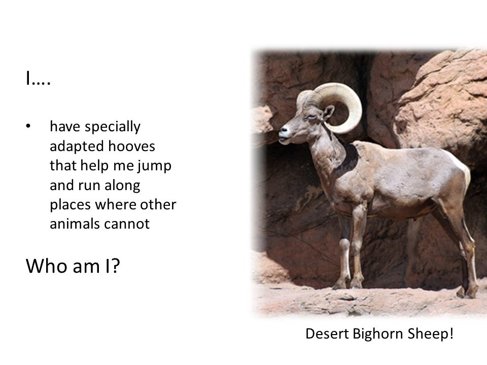I have specially adapted hooves that help me jump and run along places where other animals cannot. Who am I?