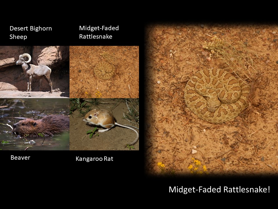 Am I a bighorn sheep, rattlesnake, beaver or kangaroo rat?