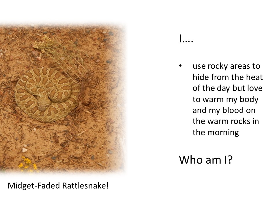 Am I a bighorn sheep, rattlesnake, beaver or kangaroo rat?
