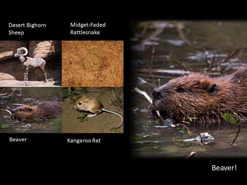 Am I a bighorn sheep, rattlesnake, beaver or kangaroo rat?