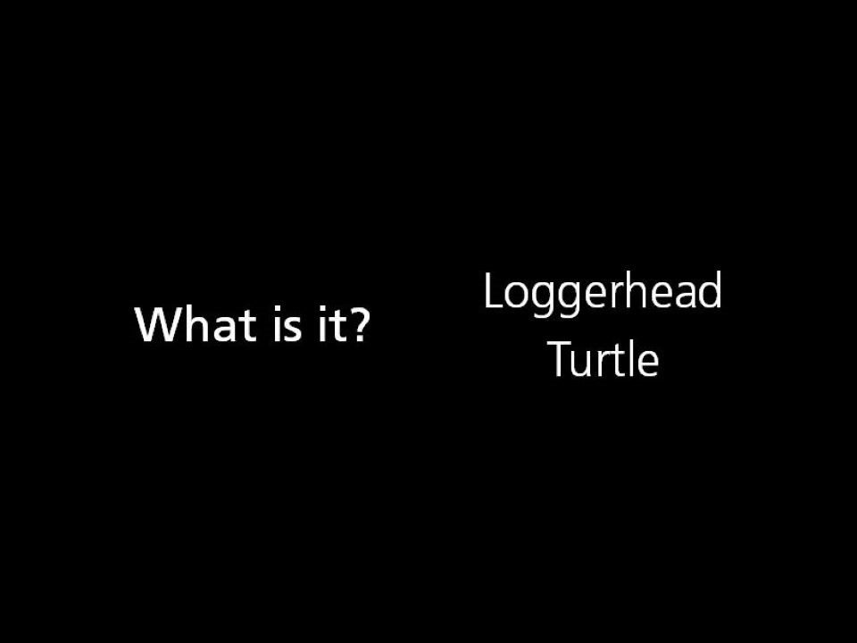 What is it? Loggerhead Turtle