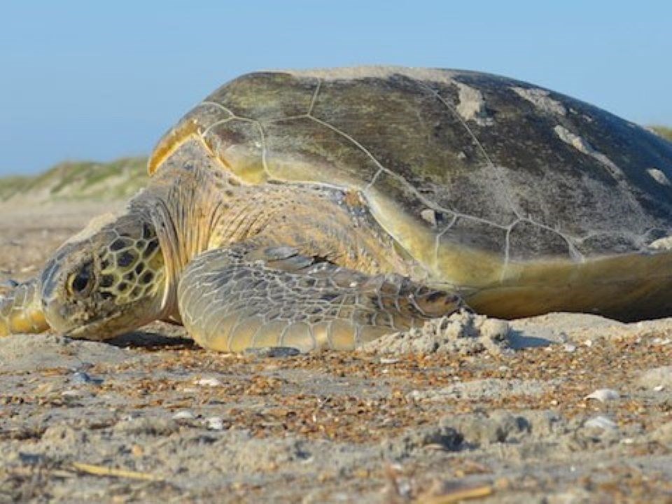 What is it? Green Sea Turtle