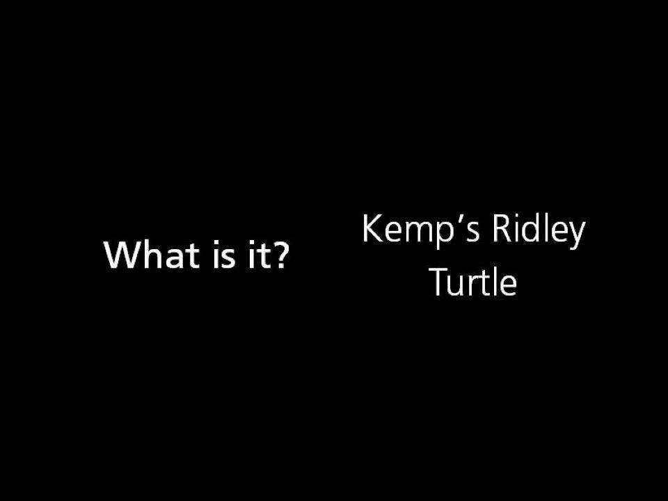 What is it? Kemp's Sea Turtle