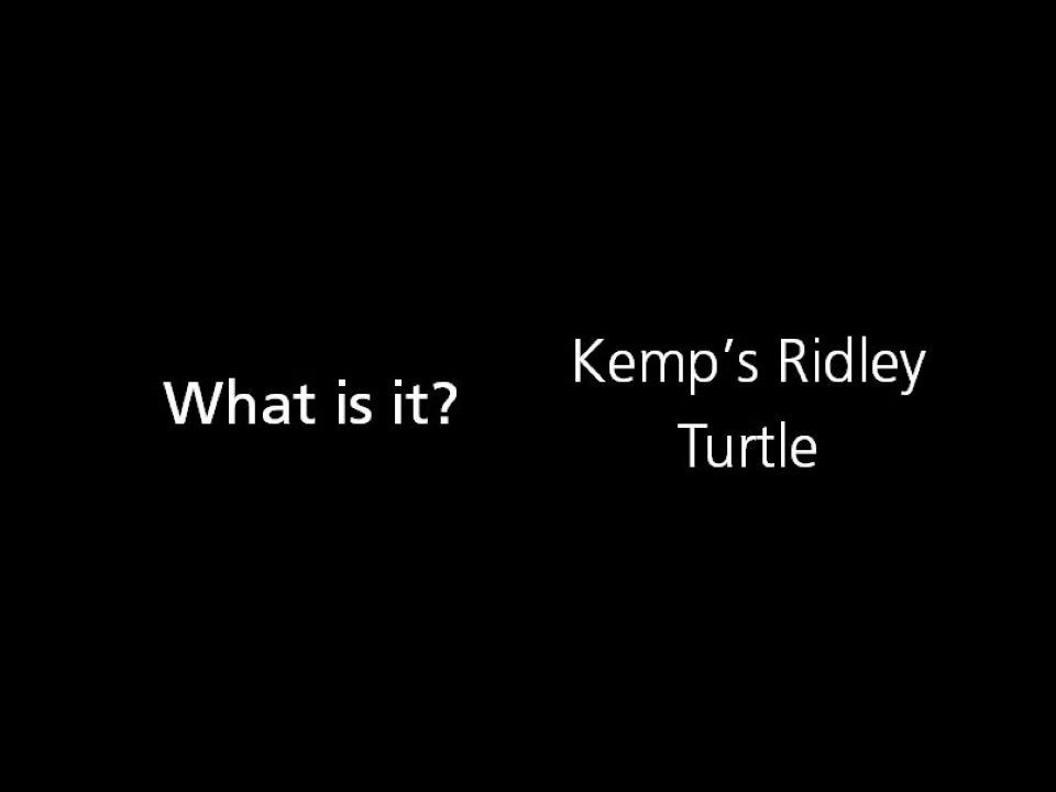 What is it? Kemp's Sea Turtle