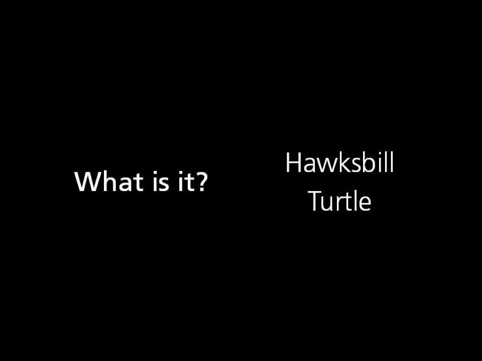 What is it? Hawksbill Sea Turtle