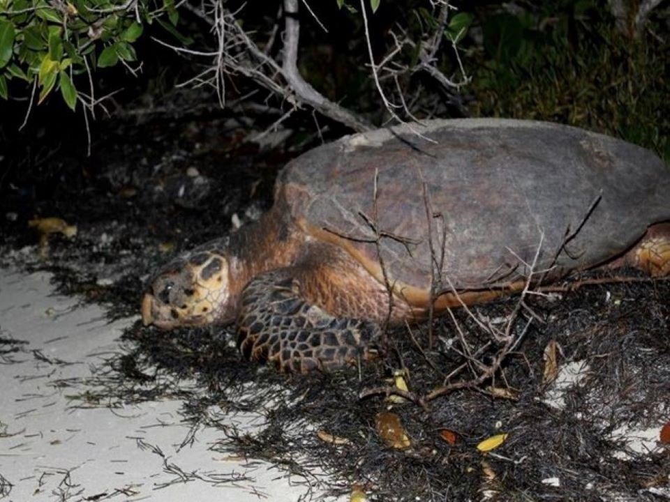 What is it? Hawksbill Sea Turtle