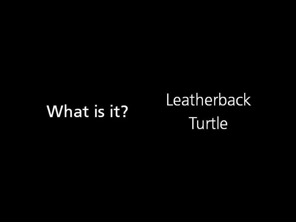 What is it? Leatherback Turtle