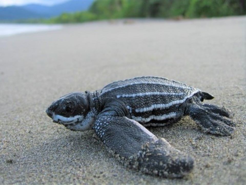 What is it? Leatherback Turtle