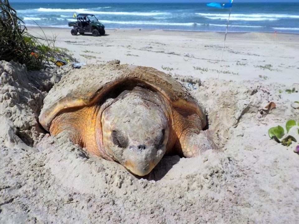 What is it? Loggerhead Turtle