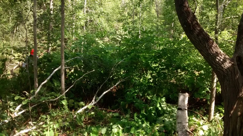 Area with overgrown Japanese Knotweed and trees