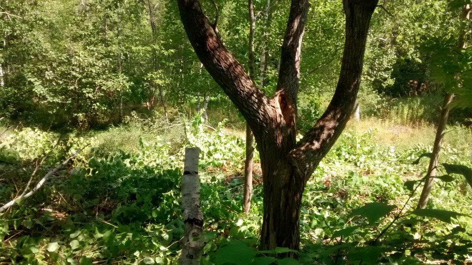 Area with overgrown Japanese Knotweed and trees