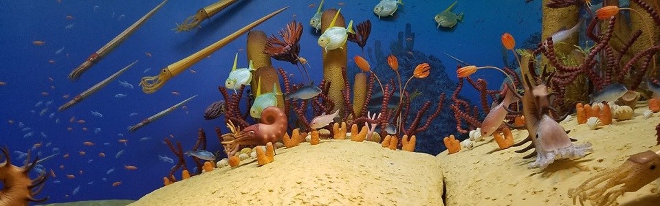 Museum exhibit of a marine life in a prehistoric reef