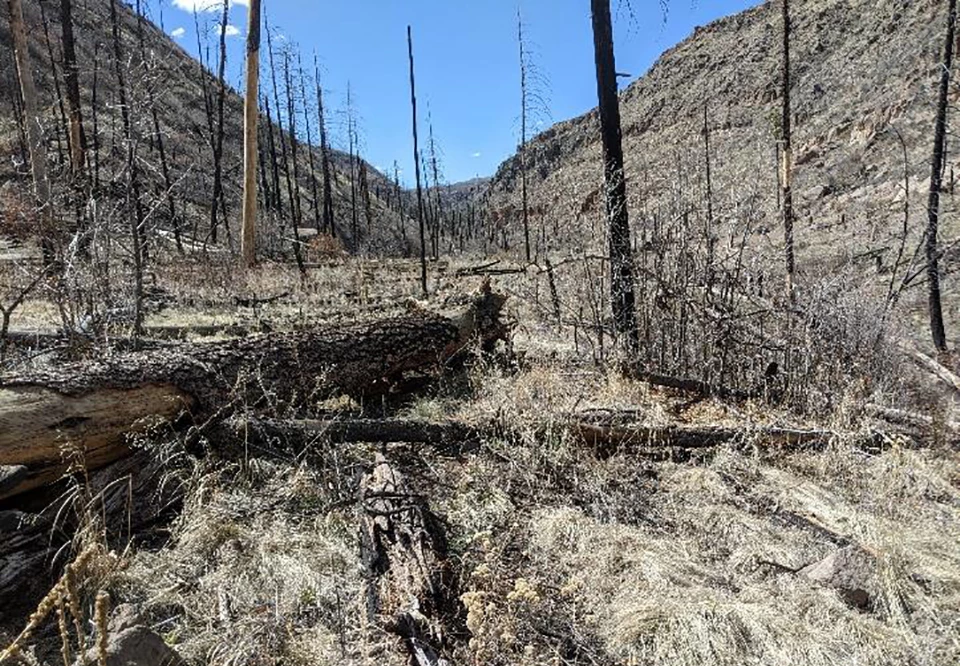 Ponderosa pine planting site on the edge of a low severity burn area