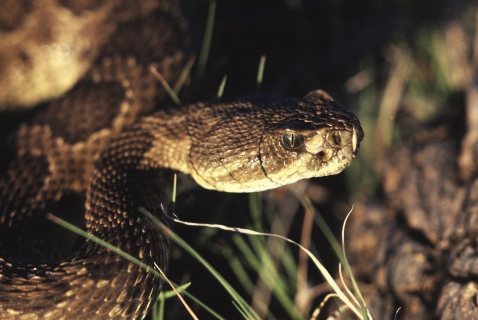 a snake with dark patches down its back with a triangular head and slit shaped pupils