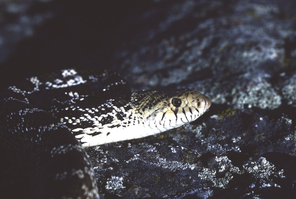 a snake with dark patches down its back with a triangular head and slit shaped pupils