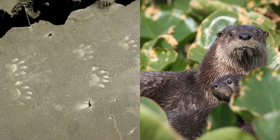 Otter tracks in the sand