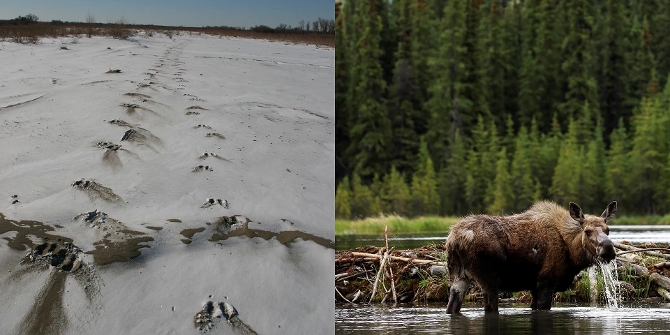 Moose tracks in the snow at Fort Union Trading Post National Historic Site