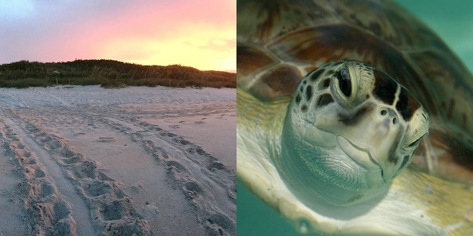 Loggerhead Sea turtle tracks in the sand at Canaveral National Seashore