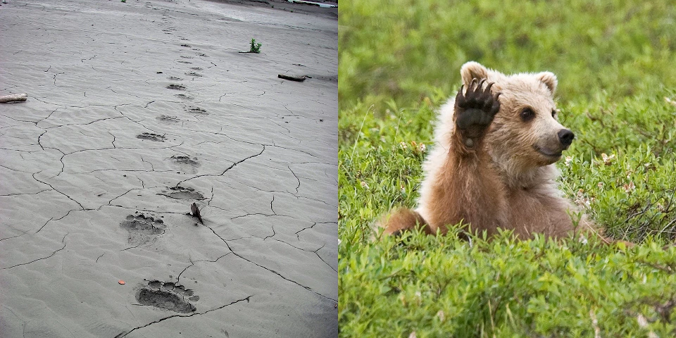 Grizzly bear tracks in the mud in Glacier Bay National Park