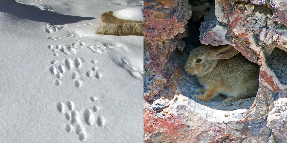 Cottontail Rabbit Tracks