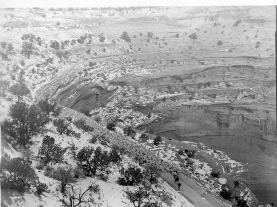 Black and white photo of a herd of sheep along the winding Shafter Trail. Dark shrubs pepper the landscape.