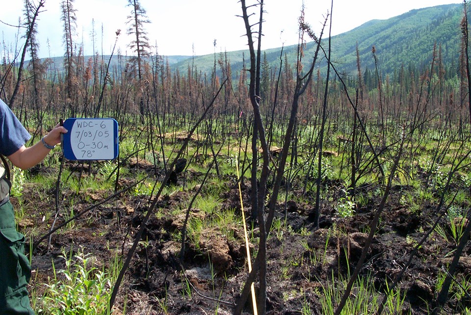 Regrowth in burned forest. A person off-screen holds a sign with plot information.