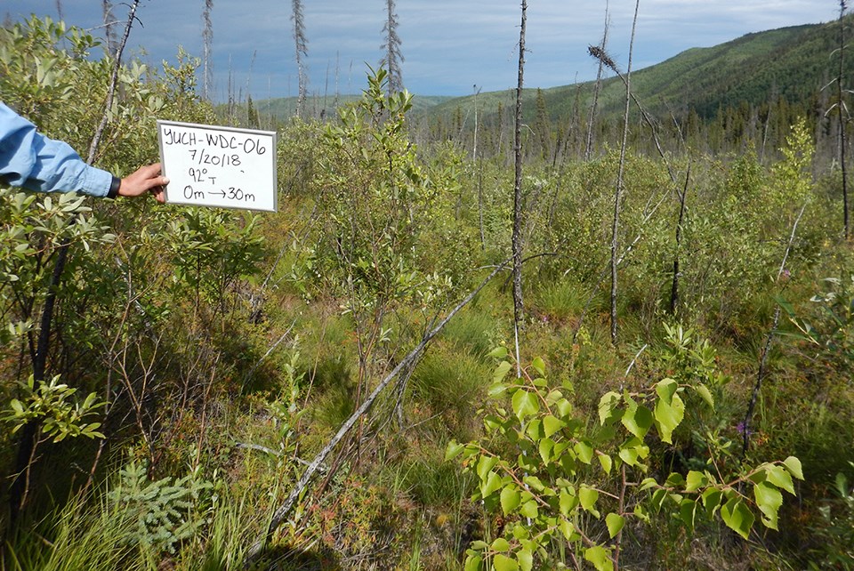 Regrowth in burned forest. A person off-screen holds a sign with plot information.