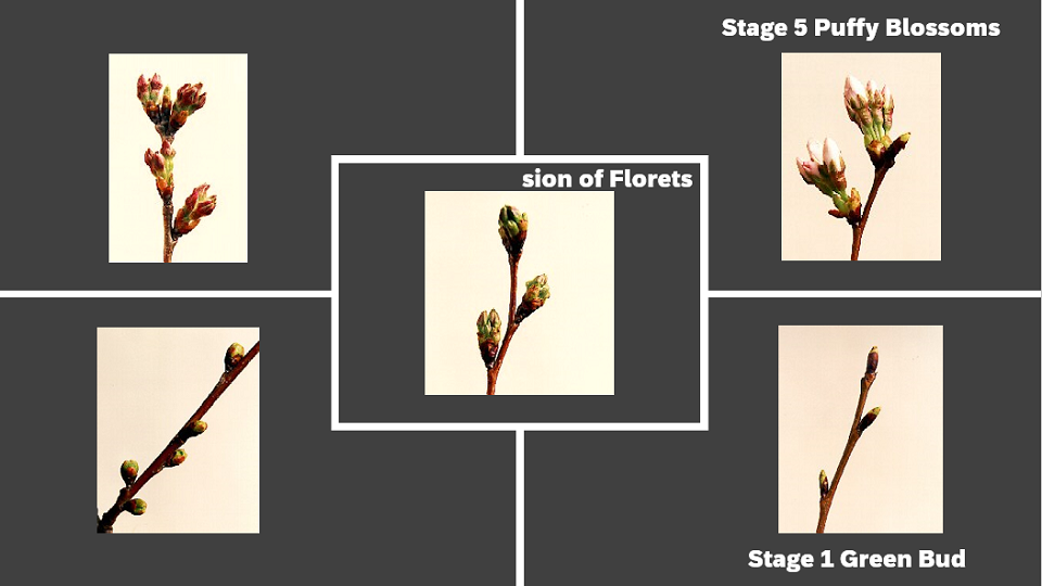 Picture of pink cherry blossoms next to a haiku key; detailed alternative text is on the page