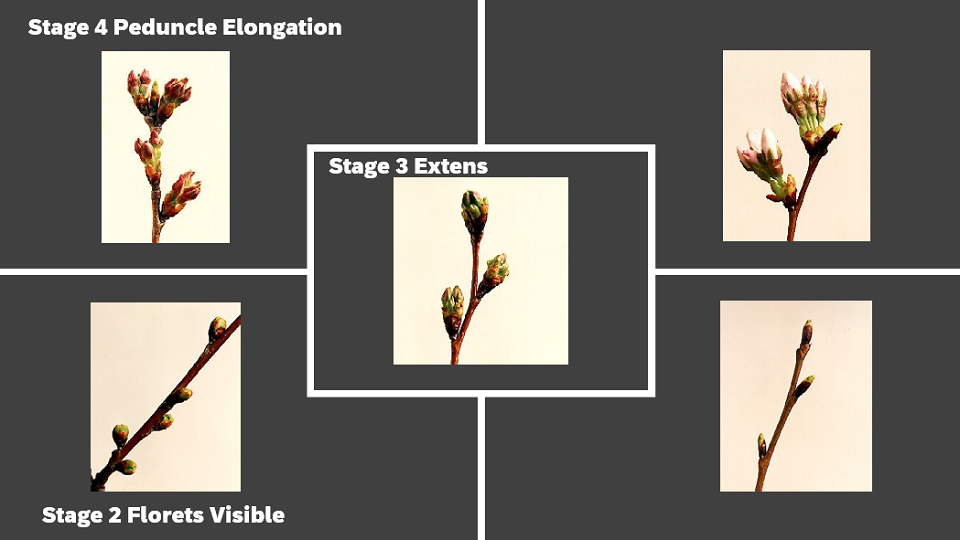 Picture of pink cherry blossoms next to a haiku key; detailed alternative text is on the page