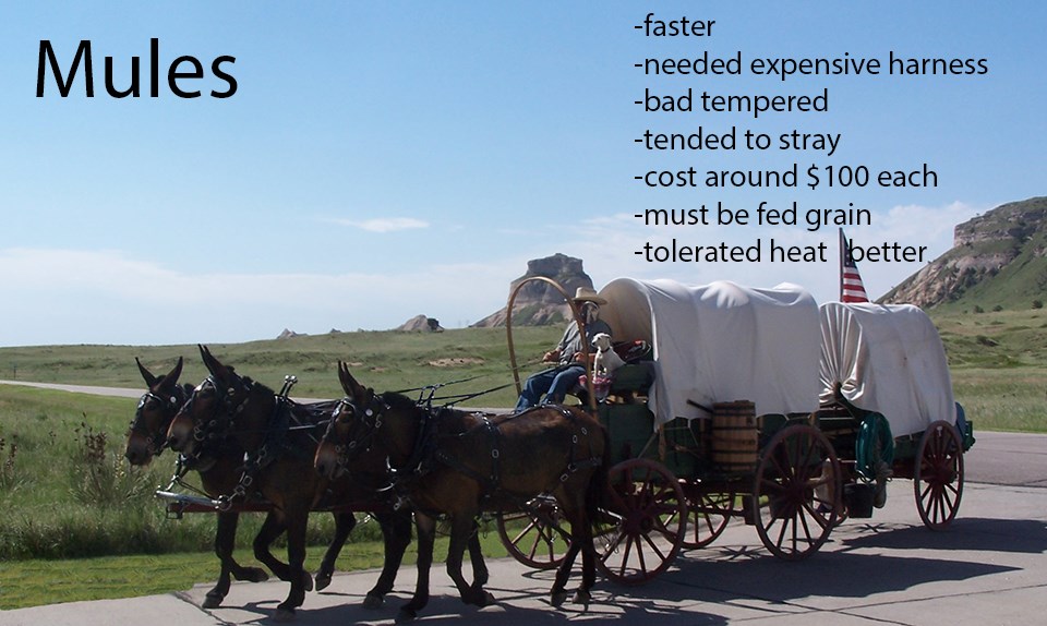 A team of mules are hitched to a covered wagon.