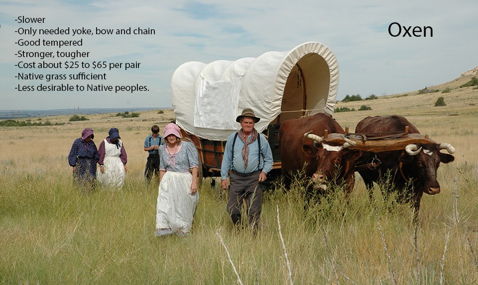 A team of mules are hitched to a covered wagon.