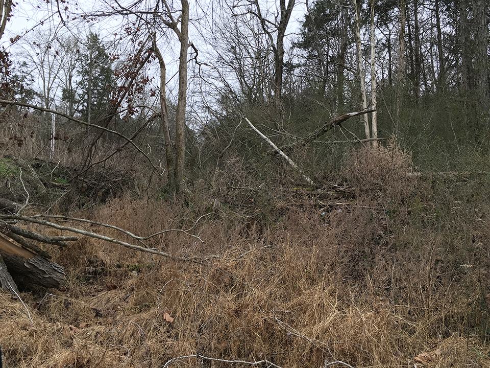 A highly vegetated area in a forest.