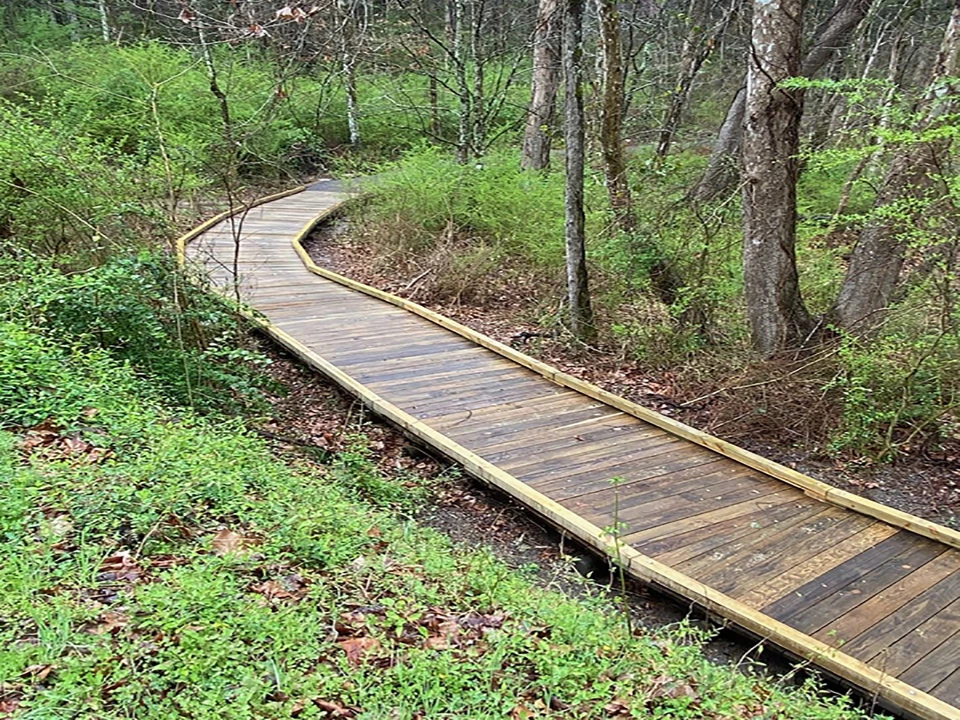 A highly vegetated area in a forest.