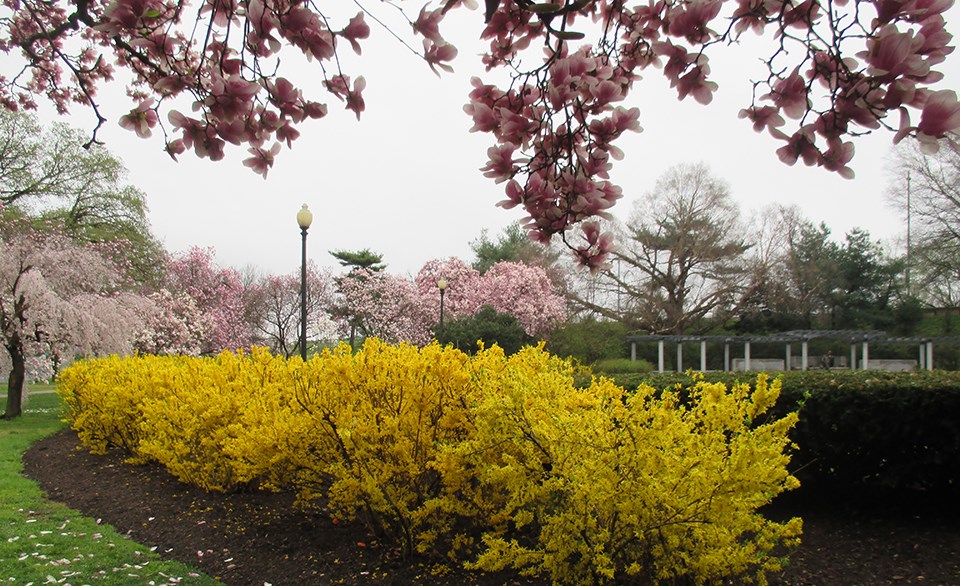 A row of mid-height green shrubs covered in fall leaves.