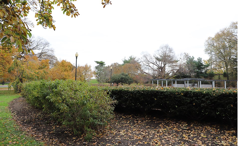 A row of mid-height green shrubs covered in fall leaves.