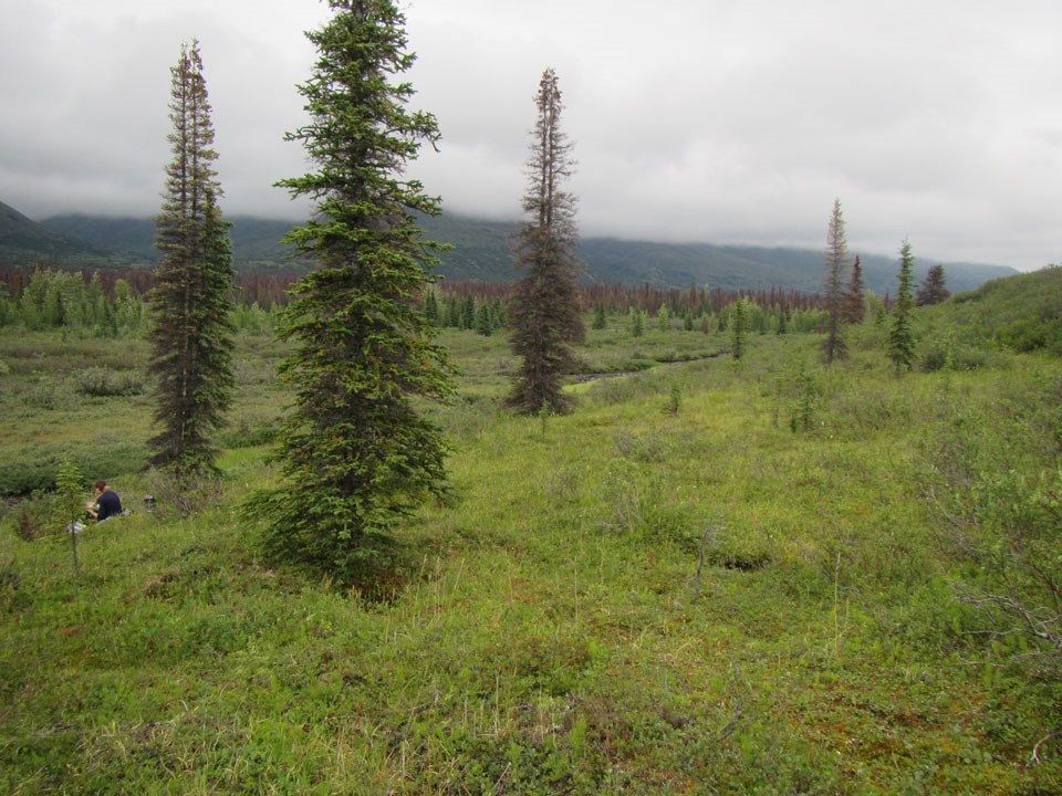 healthy spruce trees