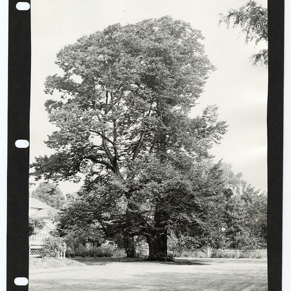 Black and white photograph of a tall tree on a lawn with full, leafy branches.