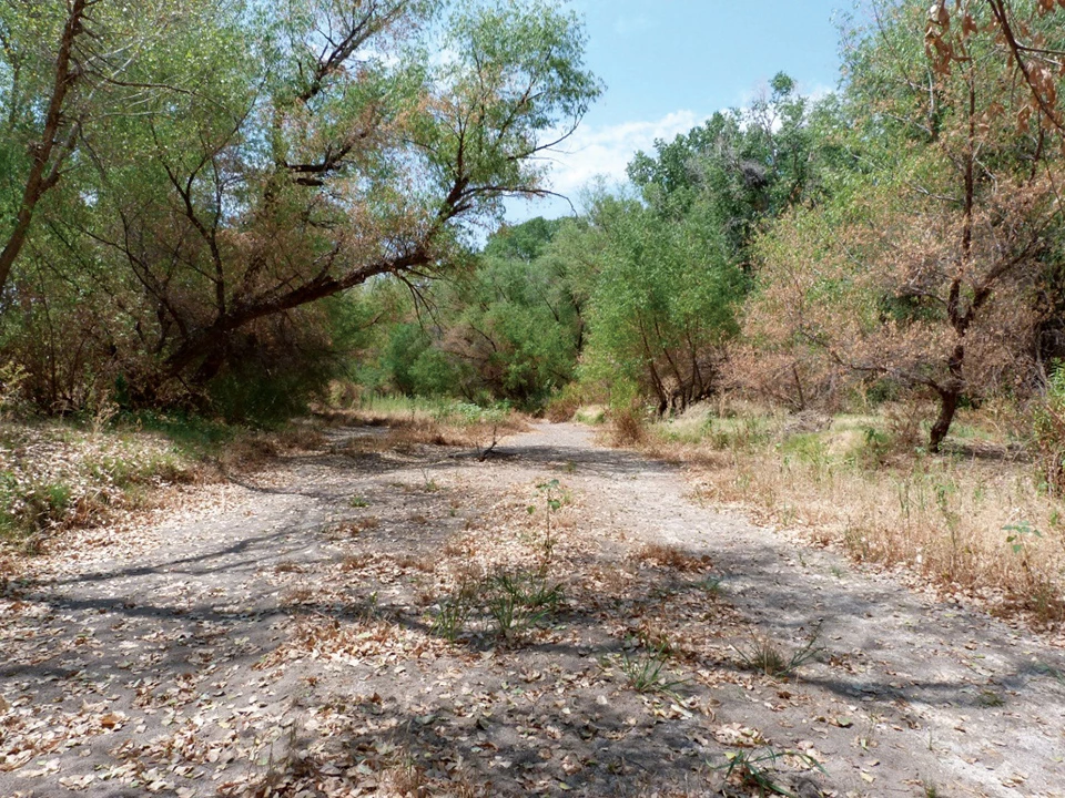 Santa Cruz River flowing