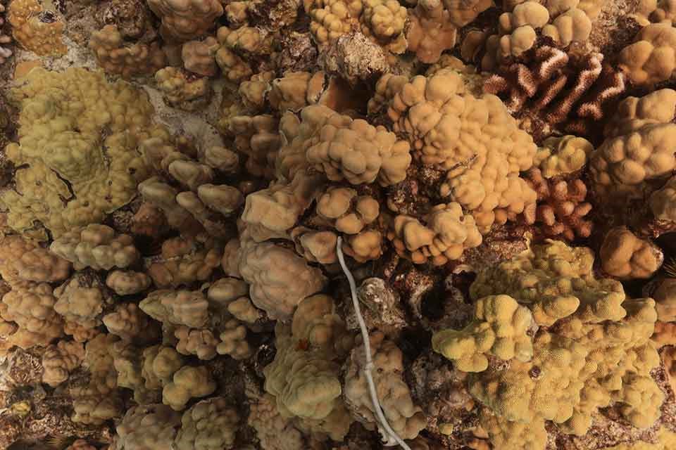 healthy reef: greens and browns visible on the coral