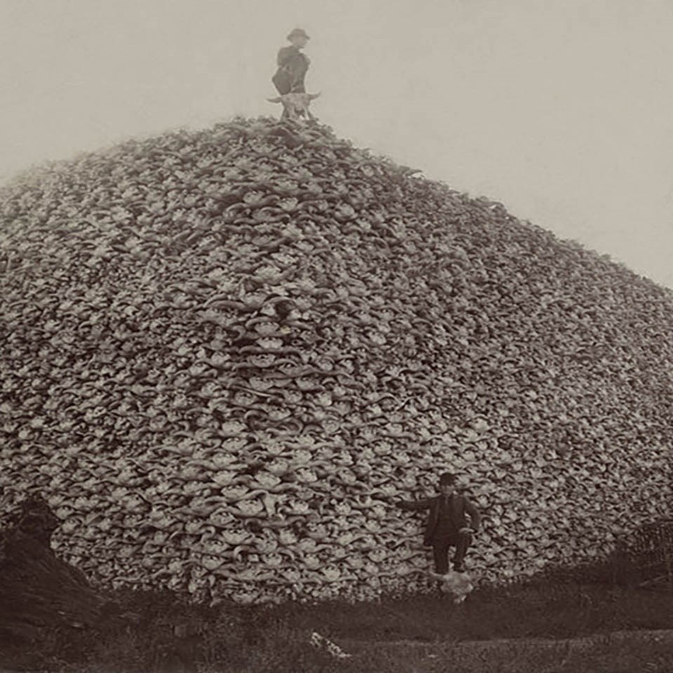 Protecting Bison Bison (U.S. National Park Service)