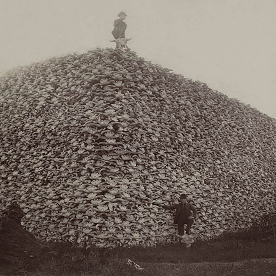 A historic photo of a man standing on a huge pile of bison skulls