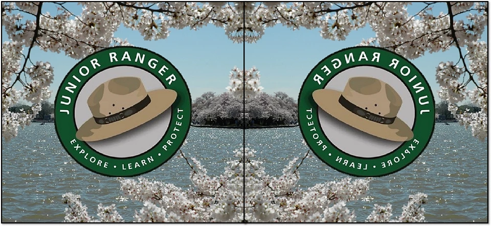 Junior ranger icon with park service flat hat on a background of blooming cherry trees around the Tidal Basin