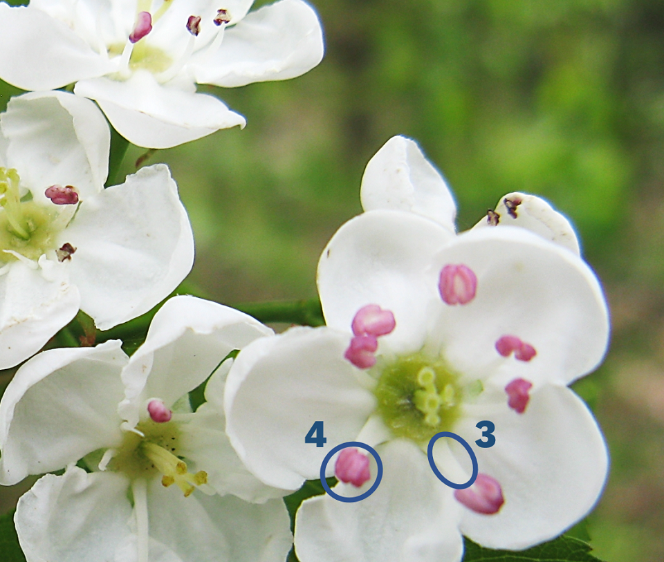 Numbered circles indicate the anther and filament in the middle of the blossom