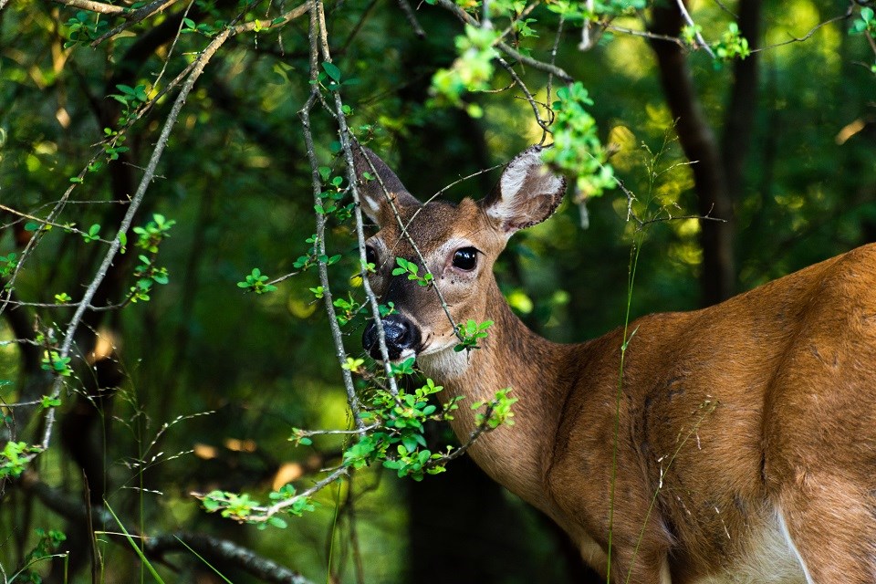 White tailed deer, hiding behind a branch, but looking peacefully ahead.