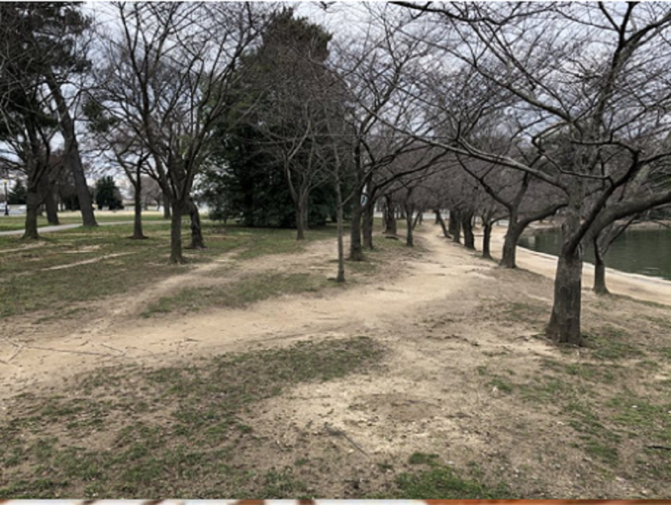 Cherry trees in bare eroding earth