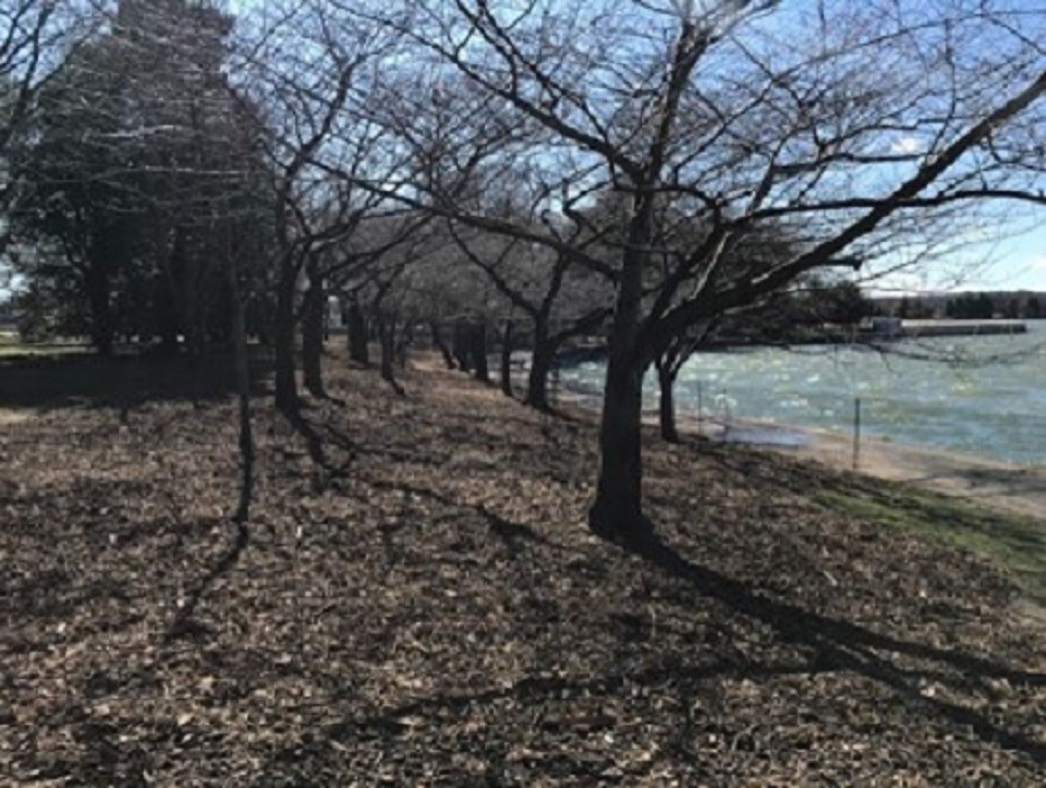 Cherry trees in bare eroding earth