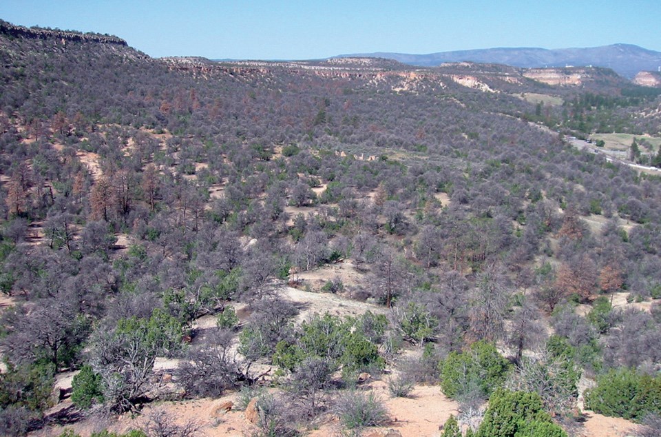 A view looking over a forest full of green and brown foliage of short wide trees with bluffs rising in distance.