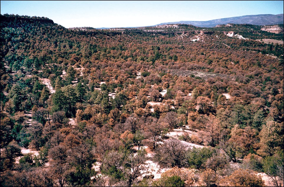 A view looking over a forest full of green and brown foliage of short wide trees with bluffs rising in distance.