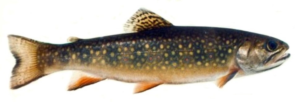 Eastern Brook Trout