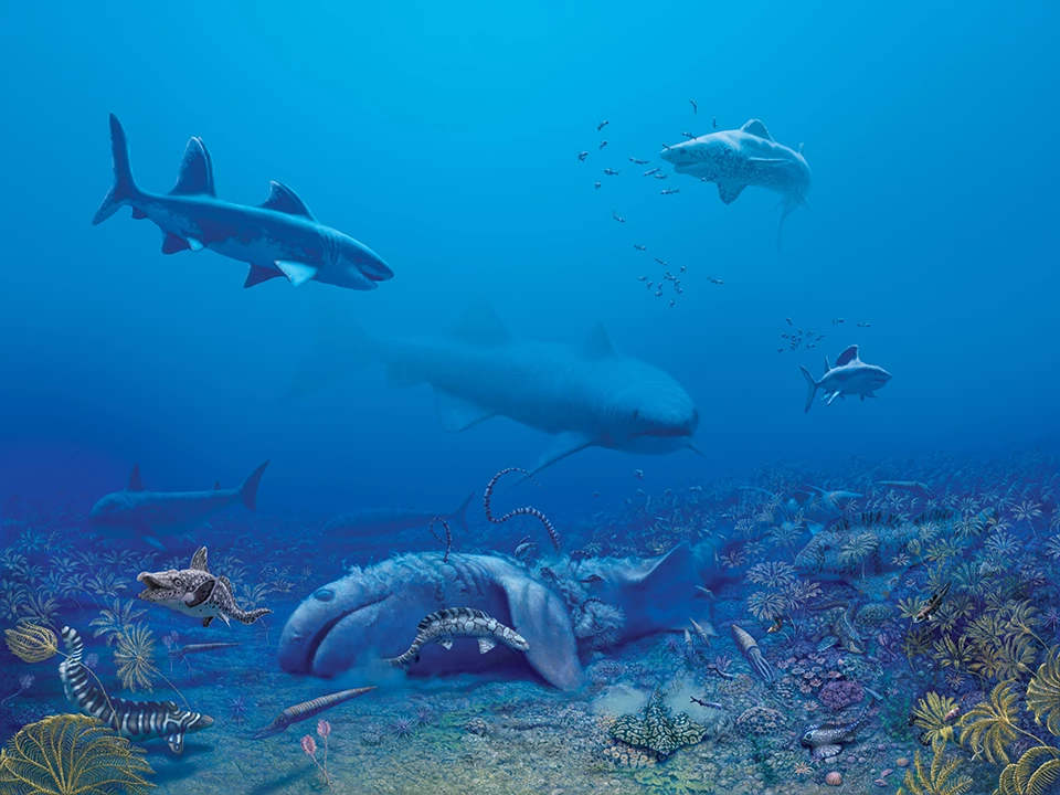 shark mural